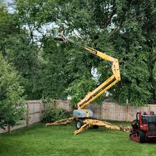 Best Tree Trimming and Pruning  in Swarthmore, PA