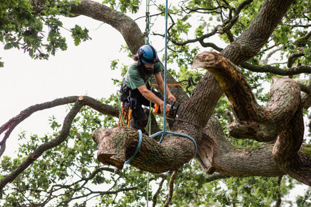 Best Emergency Tree Removal  in Swarthmore, PA