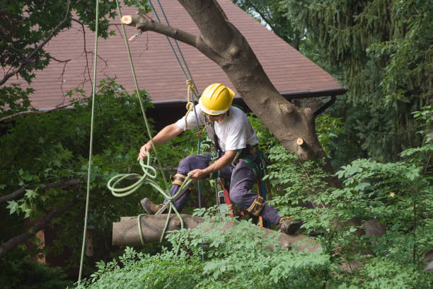 Best Tree Maintenance Programs  in Swarthmore, PA