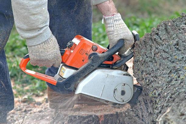 Best Storm Damage Tree Cleanup  in Swarthmore, PA