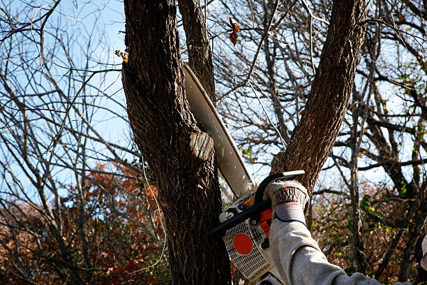 Professional Tree Services in Swarthmore, PA