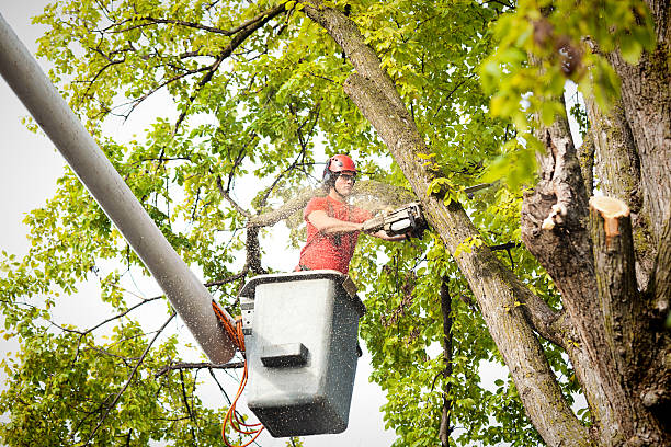 Best Tree Disease Treatment  in Swarthmore, PA