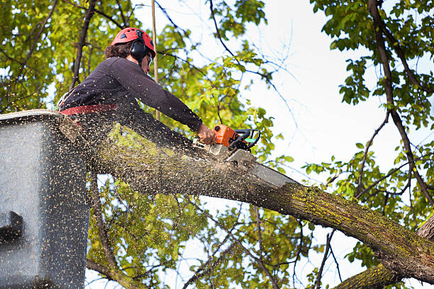 Best Hazardous Tree Removal  in Swarthmore, PA